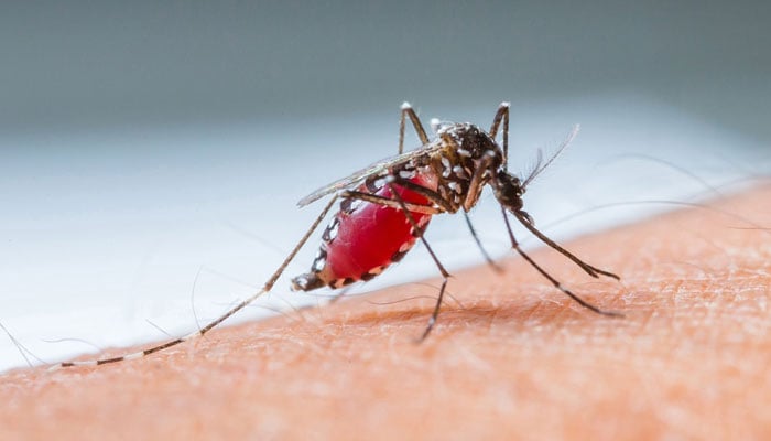 ملیریا کا ادھورا علاج خطرناک ہوسکتا ہے
