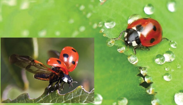 حشرات کے ارتقائی سفر کا مطالعہ