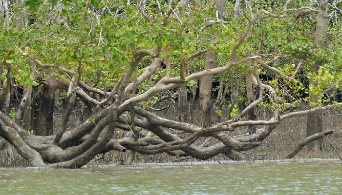 مینگروو کو مائیکرو پلاسٹک آلودگی سے خطرہ