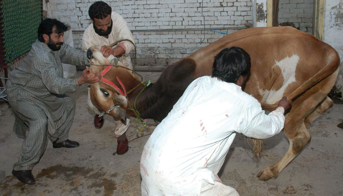 ’’قربانی‘‘ صرف اللہ کی رضا اور اُس کے قُرب کے لیے...!