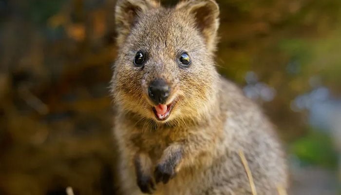 دنیا کا سب سے خوش و خرم جانور کوکا (Quokka)