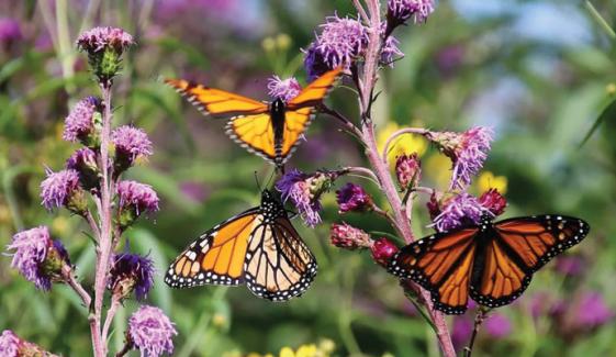 تتلیوں کی حیرت انگیز دنیا