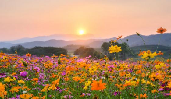 پیوستہ رہ شجر سے امید بہار رکھ