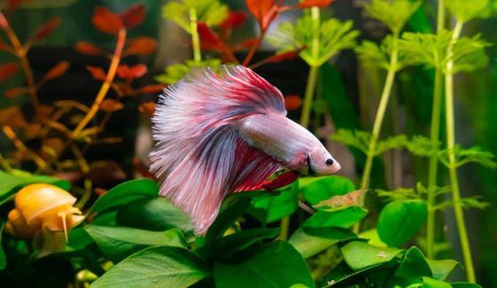 حیرت کدہ پلانٹ فش