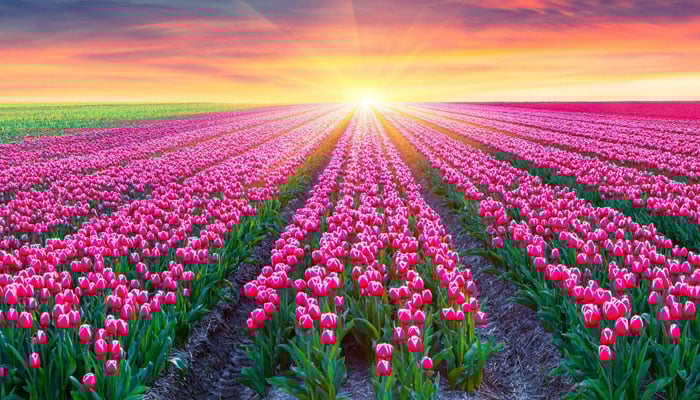 غزل: تیری یاد کا ہر پل، وجۂ شادمانی ہے ...