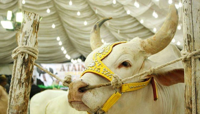 مصنوعی طریقے سے سینگ کے نظر نہ آنے یا انتہائی چھوٹا کیے ہوئے جانور کی قربانی کا حکم