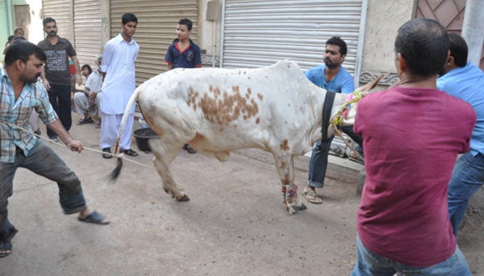 مشترکہ کمائی کی صورت میں قربانی کا حکم