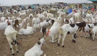 Eid Ul Azha