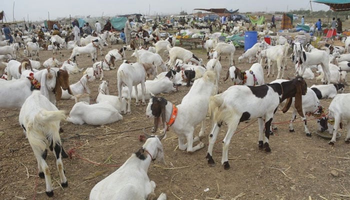 ناپسندیدہ رویّے تَرک کیے بغیر قربانی کا اصل مقصد و مفہوم حاصل نہیں کیا جا سکتا