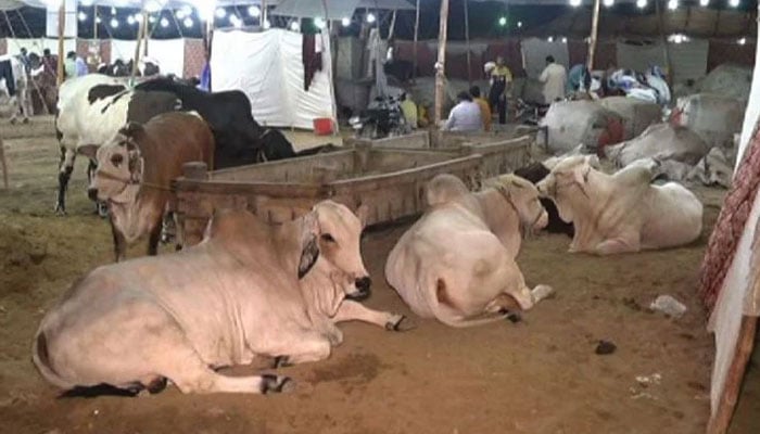 مقروض پر قربانی واجب نہیں ہے