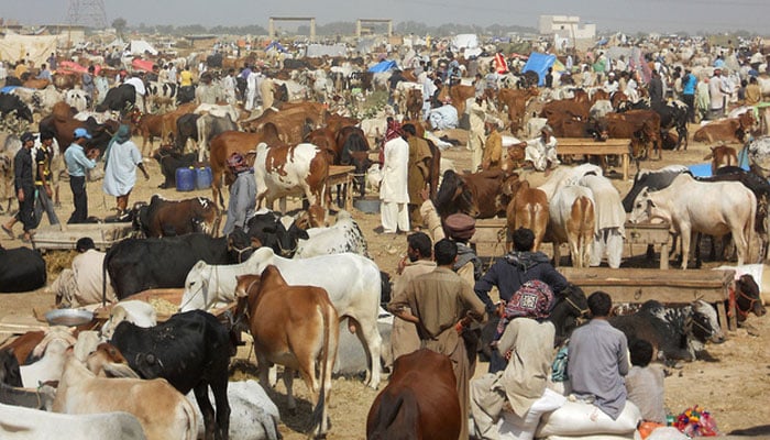 قربانی کے لیے زیادہ تعداد میں جانور لینا بہت قیمتی جانور لینے سے افضل ہے