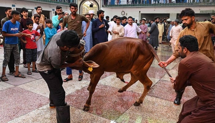 قُربانی کی عظمت و اہمیت