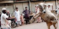 Eid Ul Azha