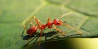 Insects