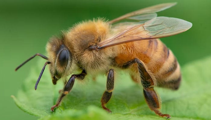 شہد کی مکھیوں کا دماغ کنٹرول کرنے والی ڈیوائس تیار