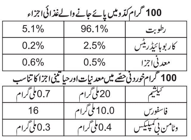 کدو: حیرت انگیز غذائی و طبی فوائد کی حامل سبزی