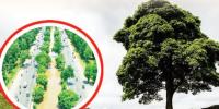 Environmental Polution
