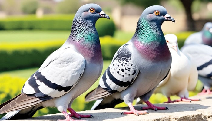 بھانت بھانت کی الرجیز