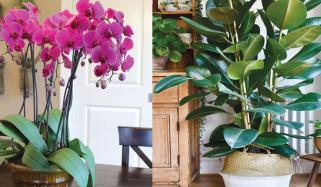 Plants