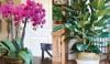 Plants