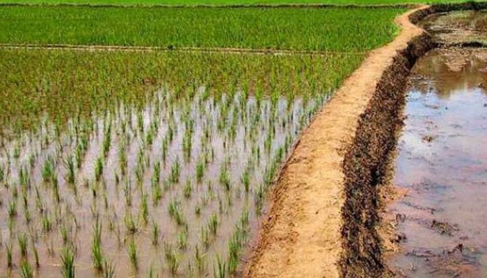 نہری زمین پر نصف عُشر