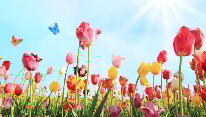 کچھ باتیں دل کی ....