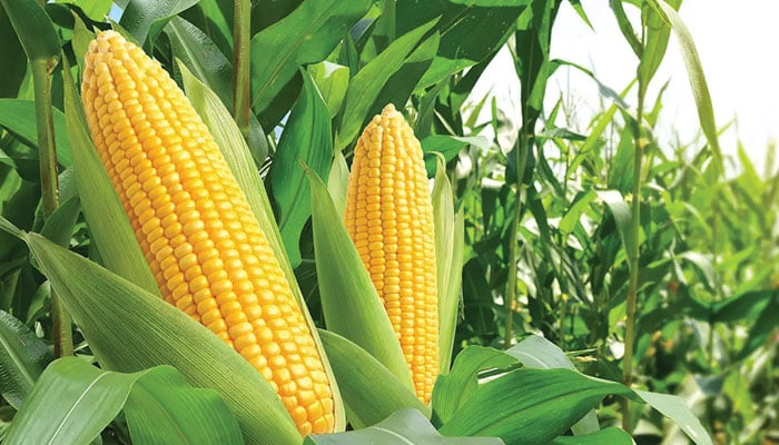 دل چسپ معلومات