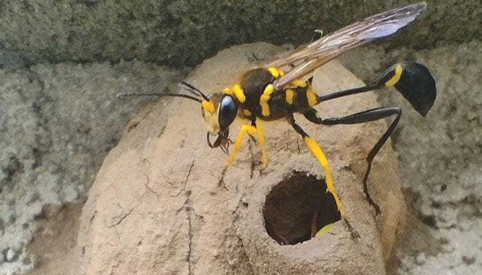 دل چسپ معلومات