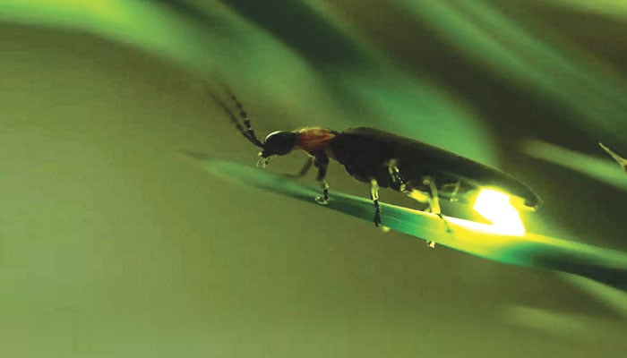 جگ جگ جگنو ... اور تنہائی