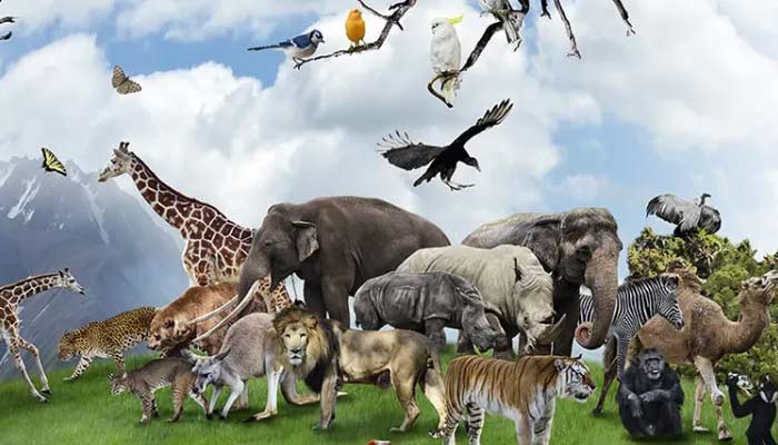 ہم زوآلوجی کیوں پڑھتے ہیں؟