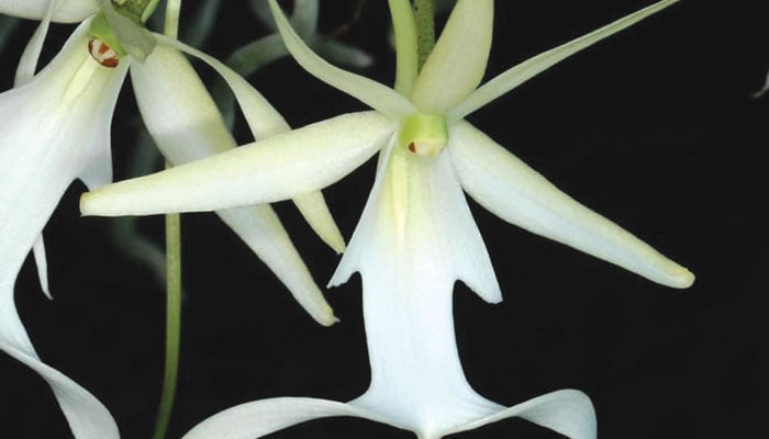 دنیا کے چند عجیب و غریب پھول