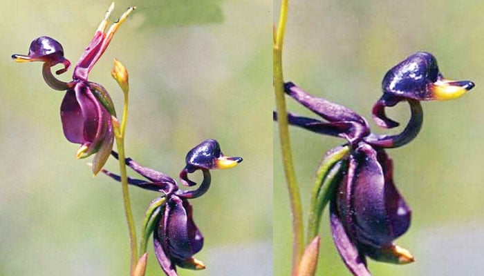 دنیا کے چند عجیب و غریب پھول