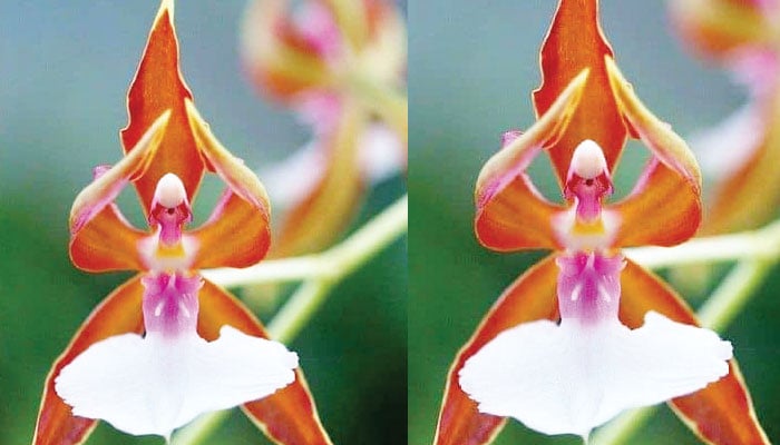 دنیا کے چند عجیب و غریب پھول