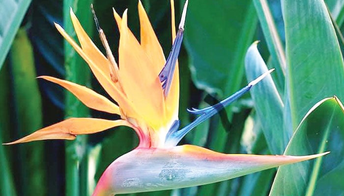 دنیا کے چند عجیب و غریب پھول