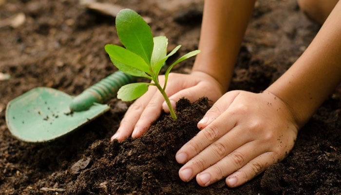 شجر کاری: صدقہ جاریہ، ایک باعث اجر و ثواب عمل