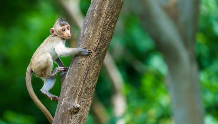 کیا بندر، خنزیر، چوہے یا گوہ کسی مسخ شدہ قوم کی نسل سے ہیں؟