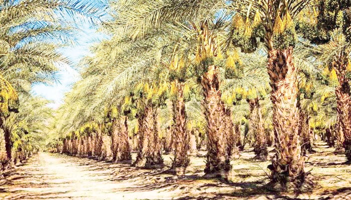 اسلامی خلافتوں کی ماحولیاتی پالیسی