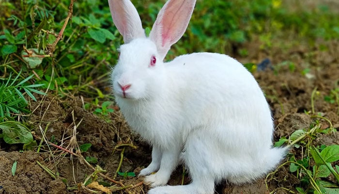 خرگوش کے پیشاب کو بطورِ کھاد  (Organic fertilizer) استعمال کرنے اور خرگوش کھانے کا حکم