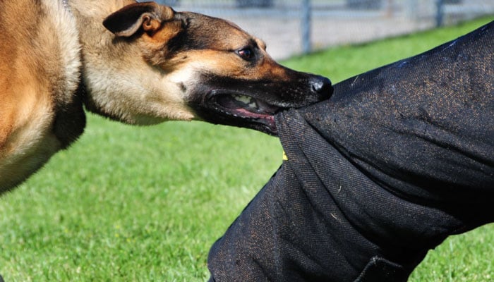 ریبیز کے خاتمے کا عالمی ہدف اور سندھ کی حکمتِ عملی