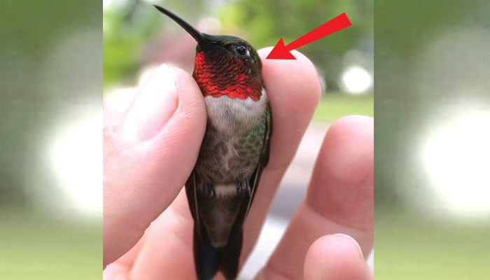 حیرت کدہ: ننھا سا حیرت انگیز حیاتاتی انجن