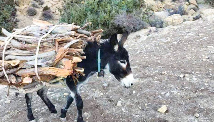 زیارت: ایشیا میں صنوبر کا دوسرا بڑا جنگل خطرات سے دوچار
