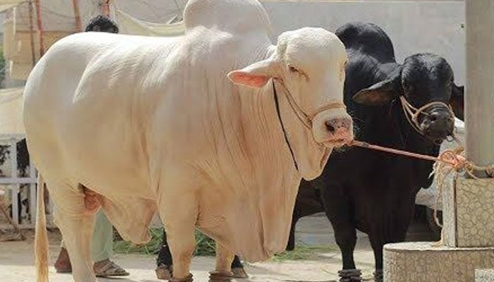 سینگ کٹے جانور کی قربانی کا حکم