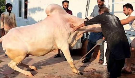 Eid Ul Azha