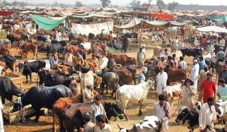 Eid Ul Azha