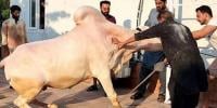 Eid Ul Azha