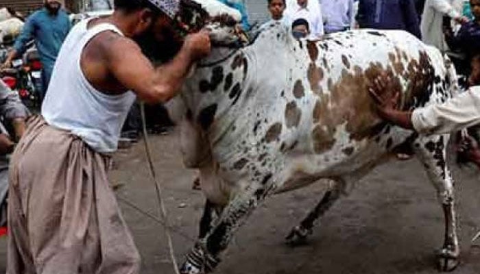 مقروض پر قربانی واجب نہیں ہے