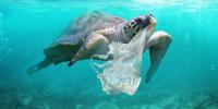 Plastic Bags