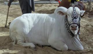 Islamic Rules