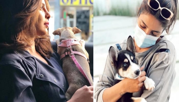 Is Priyanka Chopra's Dog the Most Fashionable Pet in Hollywood