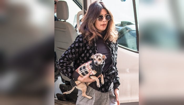 Is Priyanka Chopra's Dog the Most Fashionable Pet in Hollywood